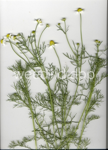 chamomile, wild